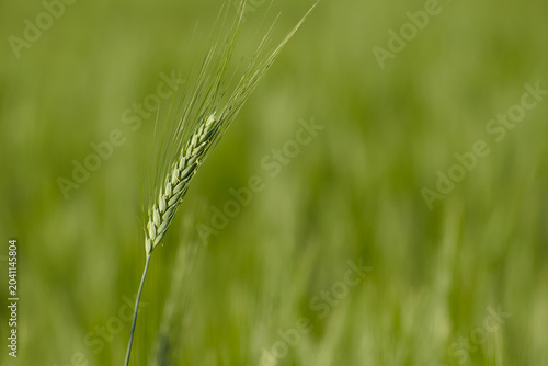 Bild auf Leinwand Barley ear against a soft green background