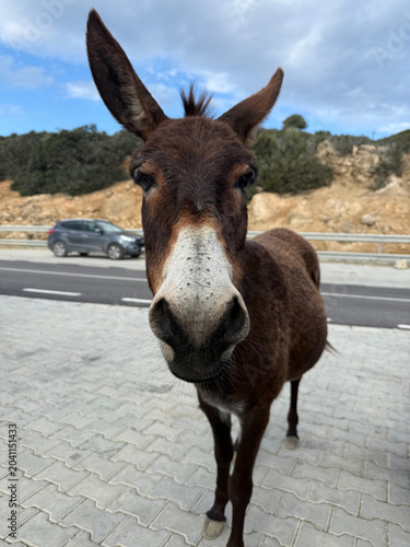 Wild donkey standing on roadside looking at camera waiting for tourist food. Beautiful cypriot landscape road trip safari excursion concept in Cyprus