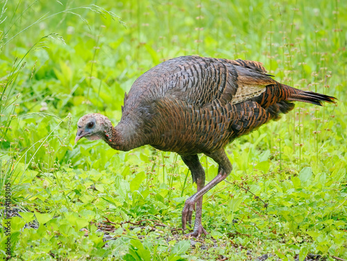 A Close-up Image of a Female Turkey Foraging in the Grass After the Rain