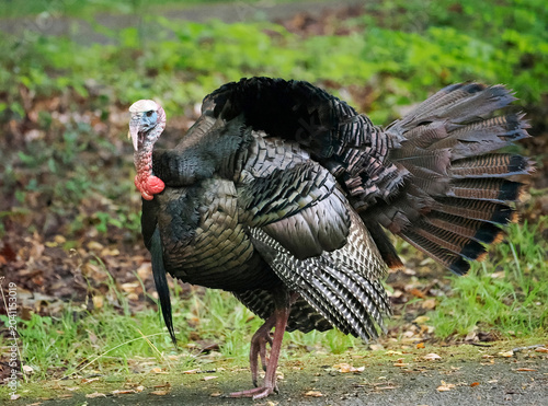 A Male Tom Turkey Strutting His Stuff for the Females in the Smokey Mountains, Trnnessee