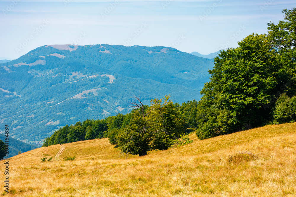 Obraz premium carpathian mountain landscape in summer. primeval beech forest on the grassy hill. wonderful scenery of ukrainian highlands. pristine ecosystem of europe. alpine environment on a sunny day