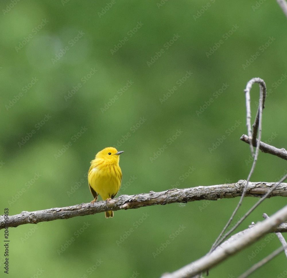 Obraz premium Yellow Warbler