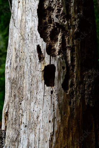 Woodpecker's Workshop