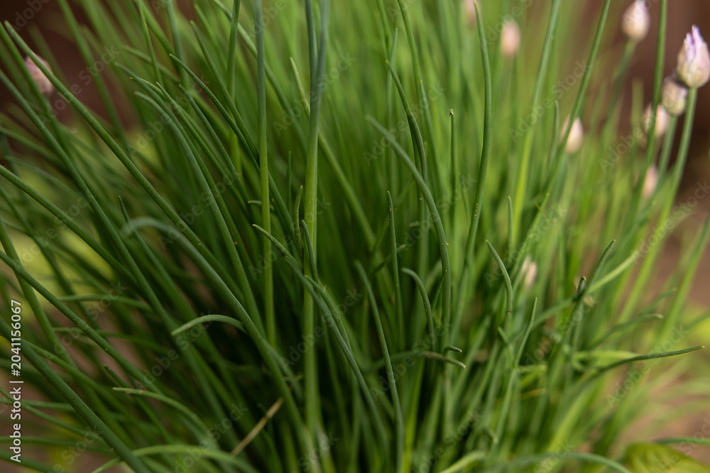 Fototapeta premium Green onions are beginning to bloom in the vegetable garden
