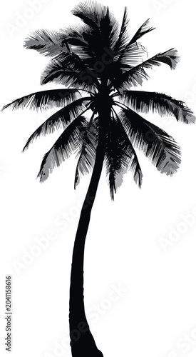 Black palm tree silhouette, tropical icon, palm tree vector, isolated palm