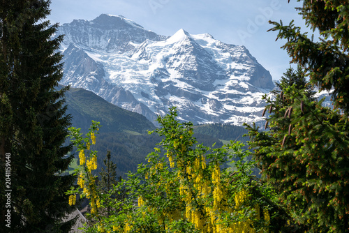 Bild auf Leinwand Scenic alpine mountain with lingering snow framed by evergreen trees and yellow wildflowers on a clear day in Switzerland