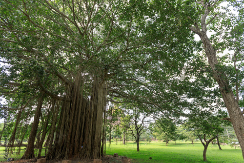 Photography Parco nelle rovine di anuradhapura in Sri LAnka