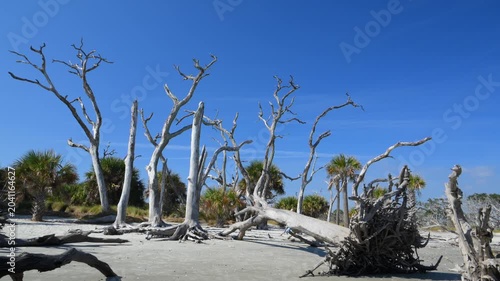Driftwood Beach on the north end of Jekyll Island, Georgia. A submerged forest in which trees remain aligned along the shoreline as a result of coastal erosion.