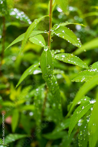 Fresh green leaves covered with sparkling raindrops in soft natural light, capturing renewal, purity, growth, and serene botanical beauty
