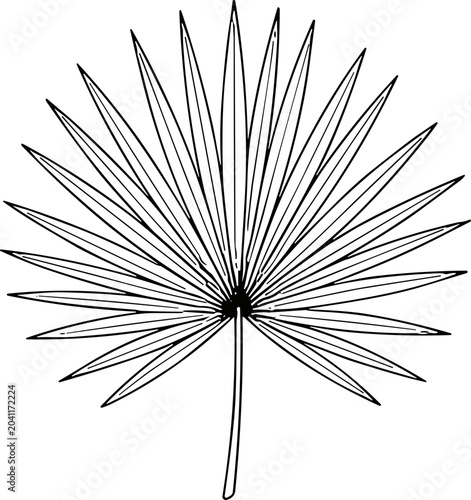 Foto Fan Palm Leaf Outline Illustration, Tropical Plant Silhouette, Vector Botanical