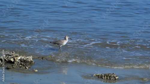 Driftwood Beach on the north end of Jekyll Island, Georgia. A Willet (Tringa semipalmata), a member of the sandpiper family (Scolopacidae)