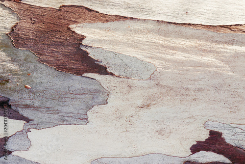 Close up of eucalyptus tree bark texture background with natural colored spotted pattern and Detailed rough grainy wooden surface, macro photo for eco-friendly, nature designs, botanical pattern