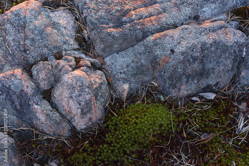 moss on rock