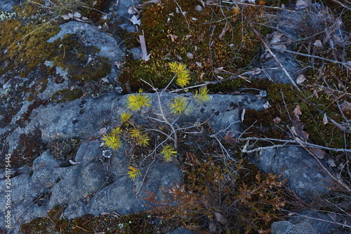 young pine on rocks and moss in the north