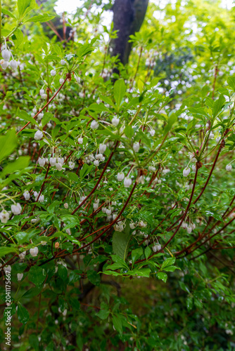 Flowering woodland shrub with delicate white bell-shaped blossoms and fresh green foliage, capturing spring growth, natural beauty, and forest tranquility