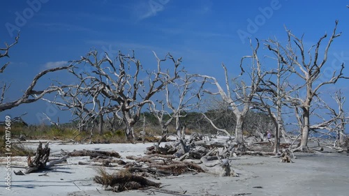 Driftwood Beach on the north end of Jekyll Island, Georgia. A submerged forest in which trees remain aligned along the shoreline as a result of coastal erosion.