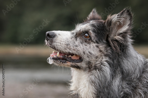 Bilde på lerret Blue Merle Border Collie – dog with a drool bubble on its muzzle
