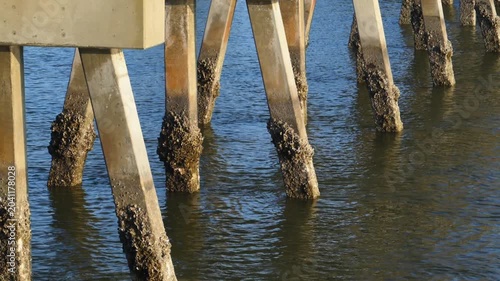 Georgia. The image depicts concrete pilings supporting a pier, heavily encrusted with marine life.