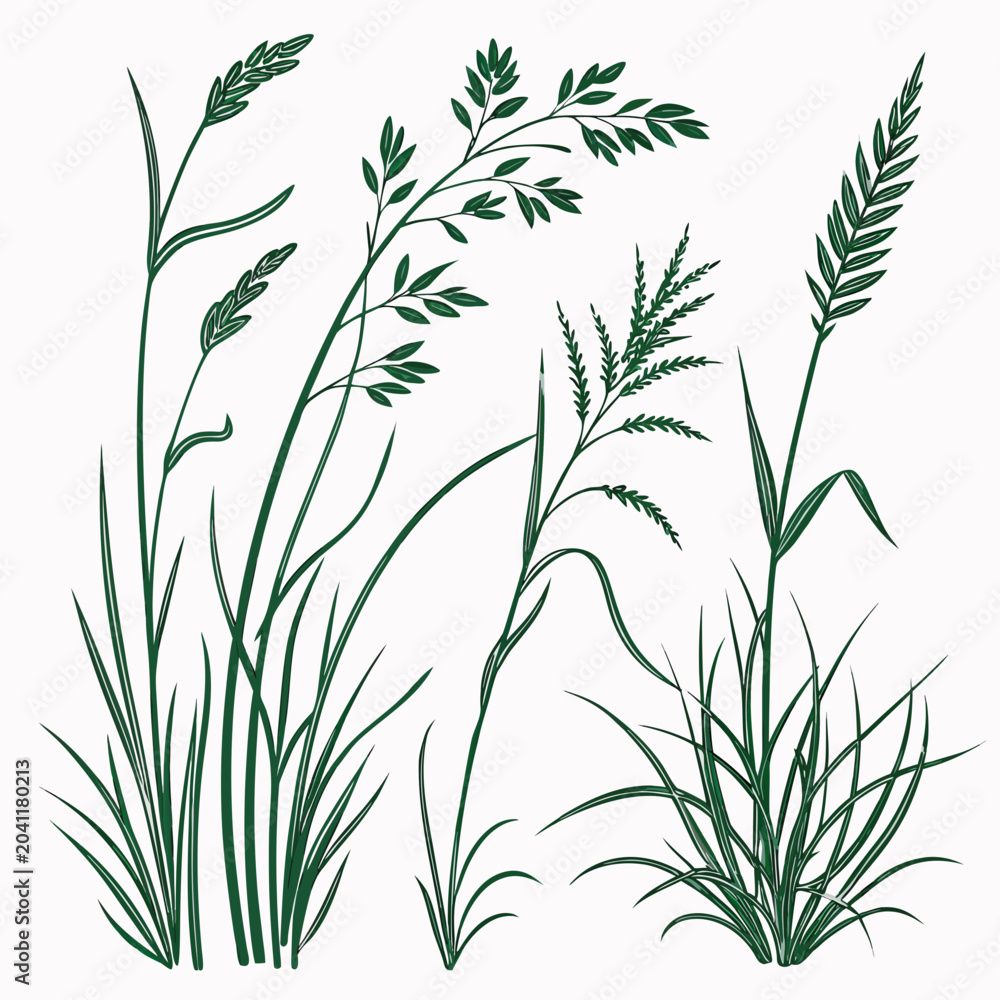 Naklejka premium Set of hand drawn green meadow grasses and cereal crops botanical illustration with botanical