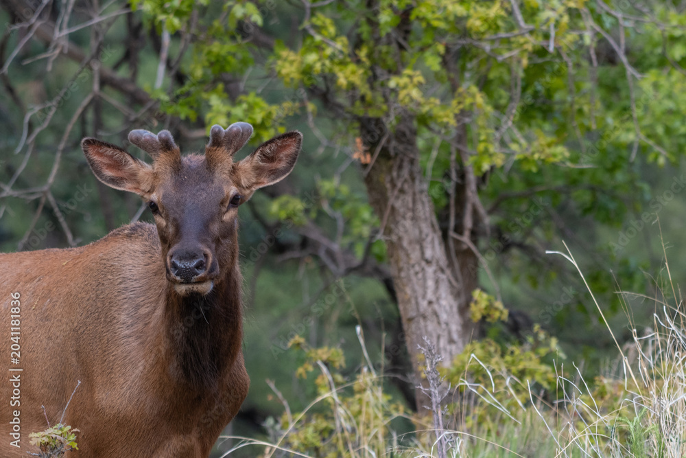 Fototapeta premium Juvenile elk portrait in woodland with soft green background