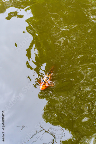 Colorful koi fish gliding through reflective pond water with rippling patterns, capturing tranquility, aquatic life, and a serene garden atmosphere