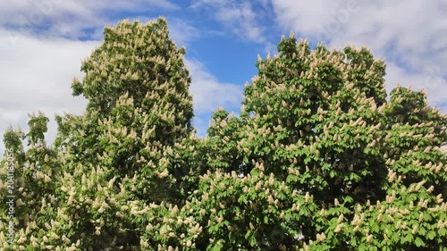 Horse chestnut blossoms covering tree branches.