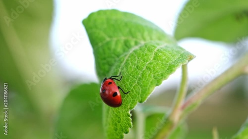 Ladybug on leaf. Aphids killer. Insects killed pests of plants, garden and orchard. Protection from vermin and diseases. The cycle of life in nature. Beauty in nature