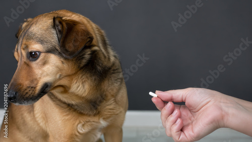 Dog refusing to take a pill from owner. Concept of pet medication difficulties and veterinary treatment challenges.