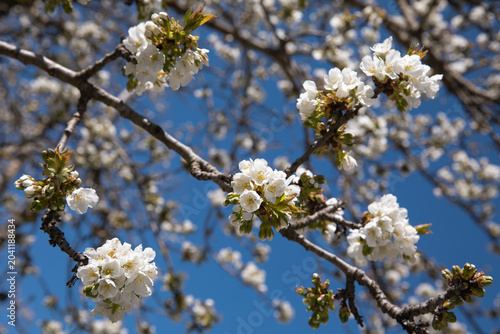 Cherry blossoms on tree branches during spring under clear blue sky