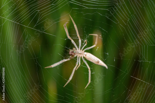 Foto A beautiful Hewitt's Grass Orb-web Spider (Mahembea hewitti) in the centre of it