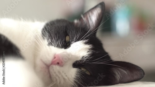 black and white kitten