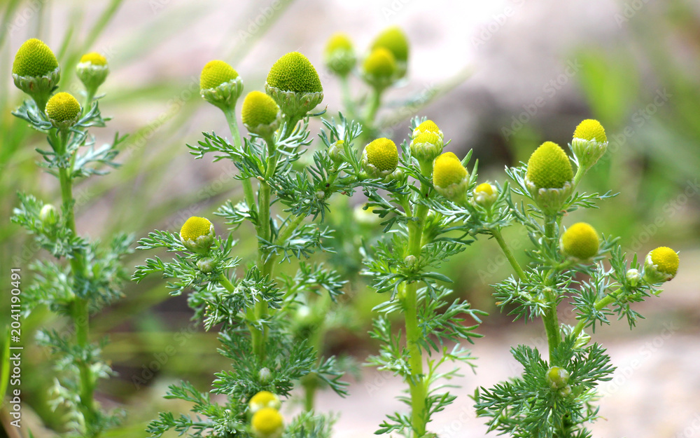 Fototapeta premium Pineapple weed (Matricaria discoidea) grows in nature