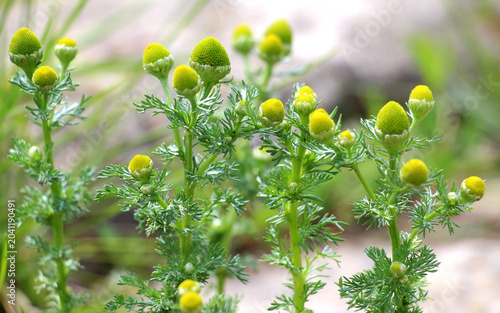 Pineapple weed (Matricaria discoidea) grows in nature