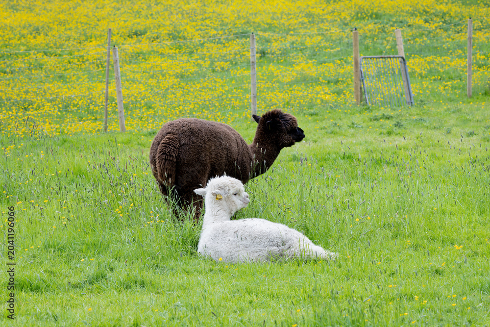 Fototapeta premium Two alpaca livestock animals on grass pasture with buttercup flowers blooming during Spring Summer. Farmleigh Farm, Dublin, Ireland