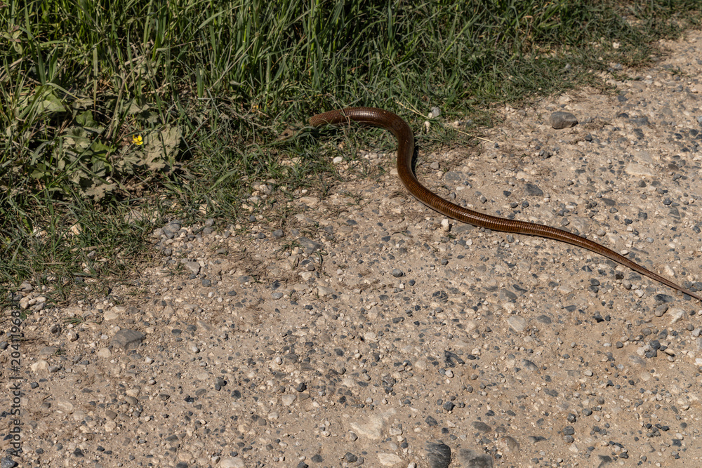 Fototapeta premium Wild Snake Crossing Rural Gravel Road in Natural Habitat, Croatia