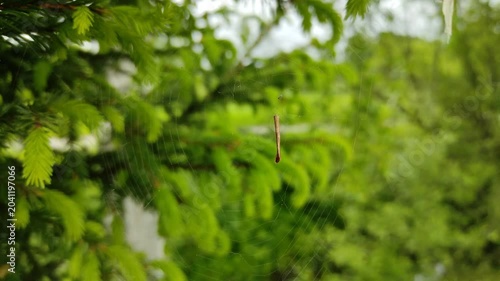 Cobwebs on spruce branches