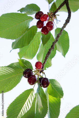 Cherry branch with ripe cherries on tree during summer harvest season