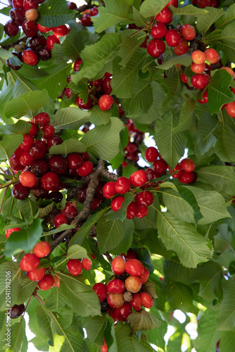 Cherry fruit ripening on branches of cherry tree during summer season