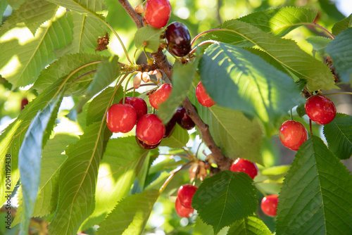 Cherry tree with ripe cherries on branch during summer season