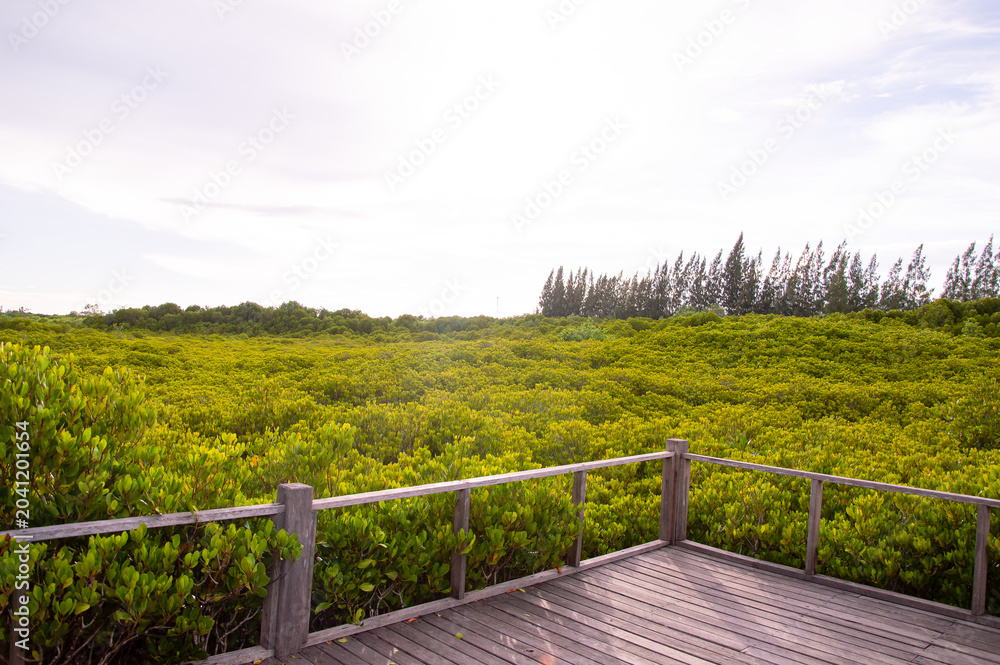 Fototapeta premium A wooden viewing deck overlooking a vast field of yellowish-green mangrove trees.