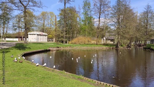 Natural park landscape with ducks swimming among ripples and greenery during spring.