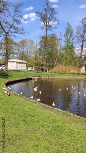 Ducks are moving across a freshwater pond in a green public park during springtime.