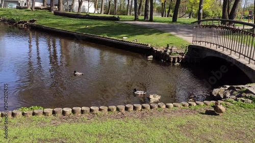 Ducks swimming across a pond in a spring park surrounded by fresh greenery and calm reflections.