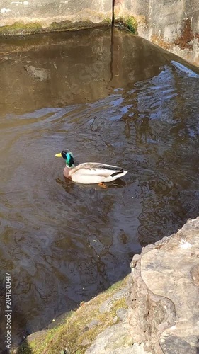 Peaceful spring scene featuring ducks gliding through pond water with trees and seasonal vegetation.
