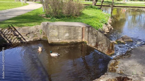 Waterfowl are swimming in a park pond with soft ripples and a bright spring atmosphere.