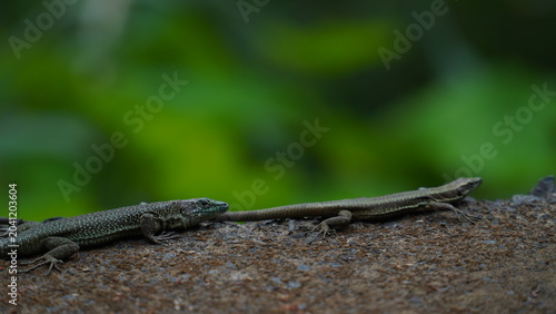 Quadro em tela Madeiran wall lizards basking on a stone wall