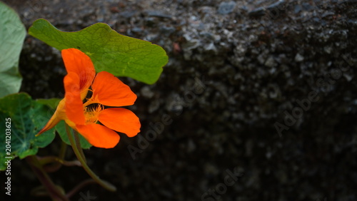 Konstfotografi Orange nasturtium flower against dark stone wall