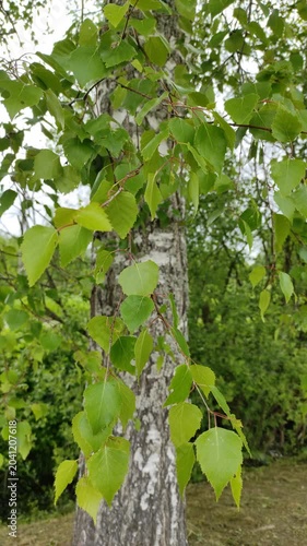 Birch leaves in the wind №2