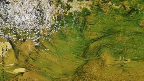 Aerial View of Green Algae and Seaweed Swaying in Clear Shallow Turquoise Coastal Ocean Water