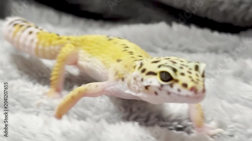 Yellow spotted eublefar walk in human hands in a home environment. Spotted leopard eublefar, or Spotted eublefar lat. Eublepharis macularius is a medium-sized lizard from the genus eublefar. 